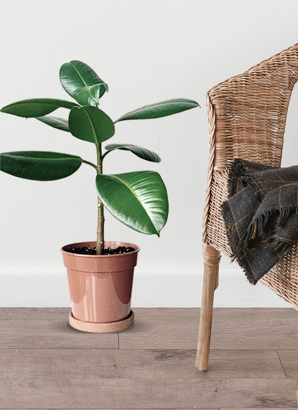 Rubber Plant - Bilde 3