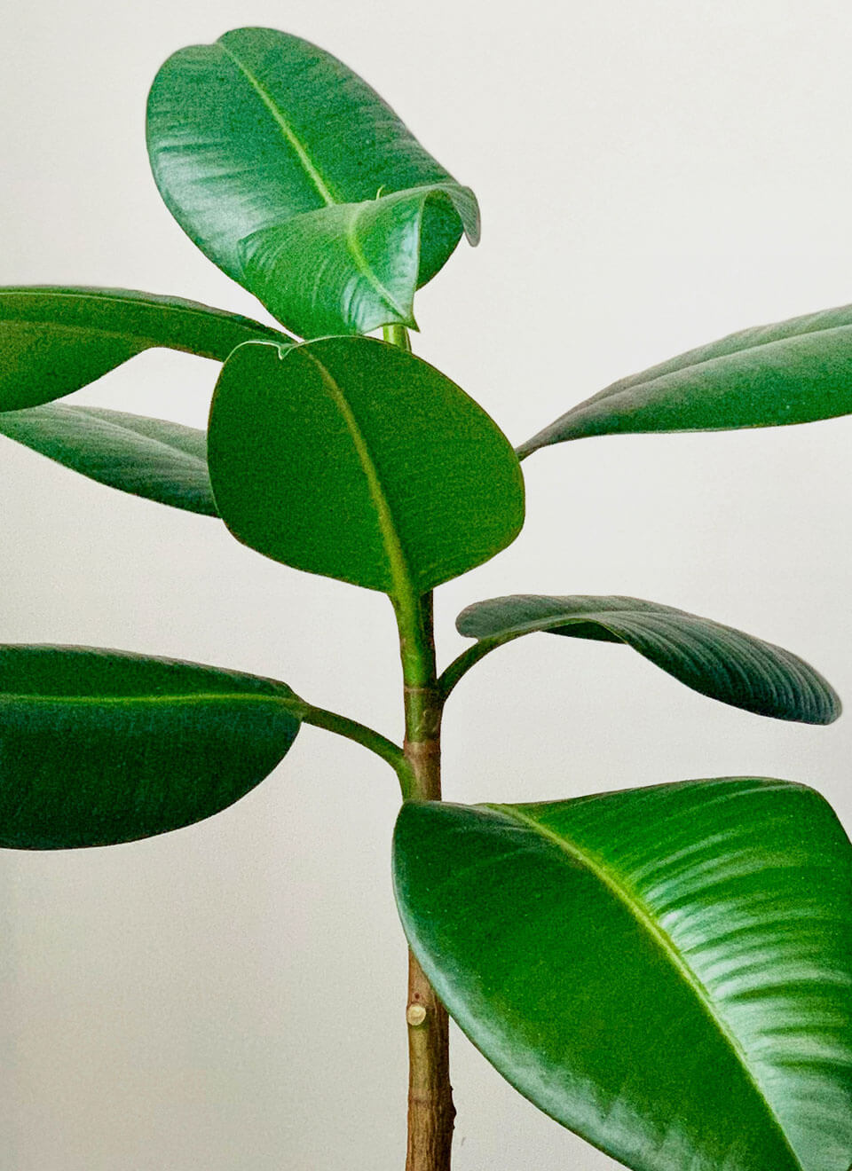 Rubber Plant - Bilde 2