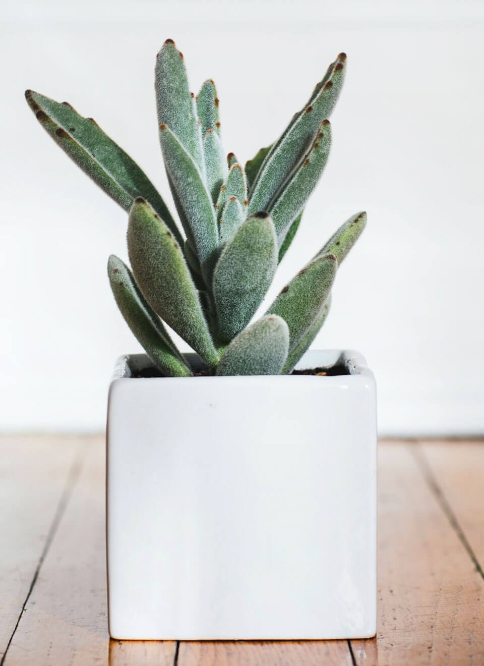 Christmas Cactus - Bilde 2