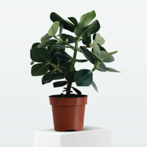 ZZ Plant