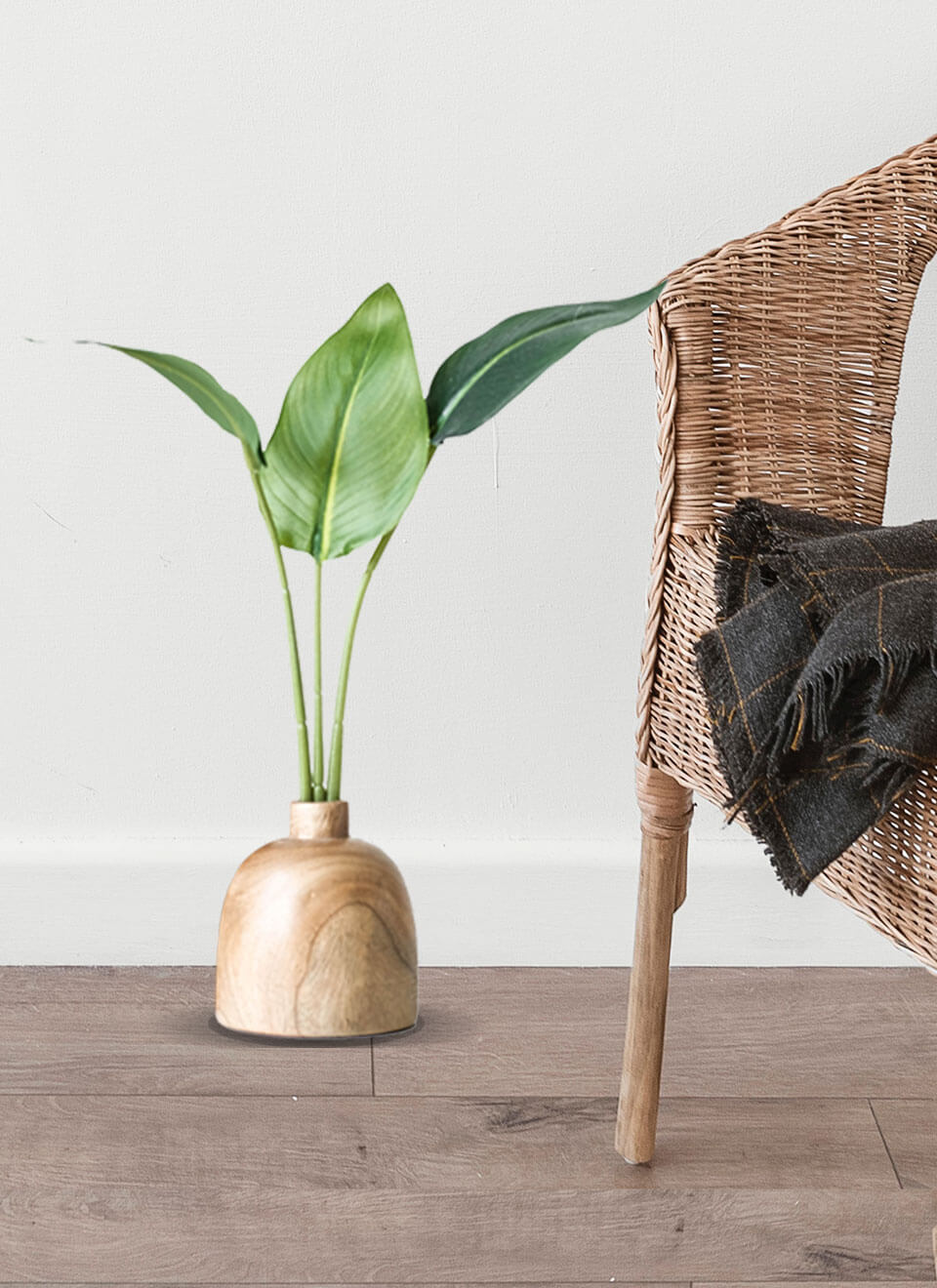 Bird of Paradise Plant - Bilde 3