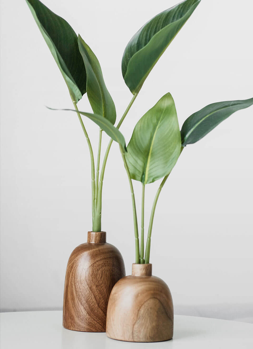 Bird of Paradise Plant - Bilde 2